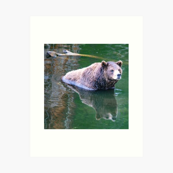 Item preview, Reflection of a Brown Bear designed and sold by SolanoPhoto.