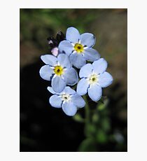 Forget-Me-not Flower Photographic Print