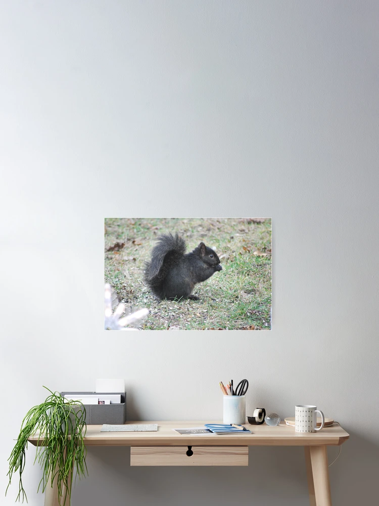 Thumbnail 2 of 3, Poster, Backyard squirrel designed and sold by John Easterhouse.