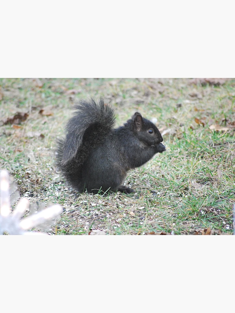 Thumbnail 3 of 3, Poster, Backyard squirrel designed and sold by John Easterhouse.