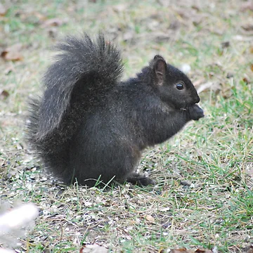 Artwork thumbnail, Backyard squirrel by John Easterhouse