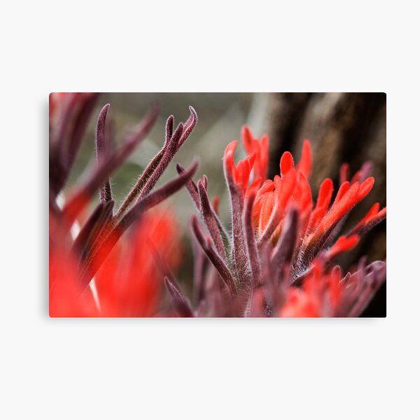 Item preview, Indian Paintbrush Up Close designed and sold by Kim Barton.