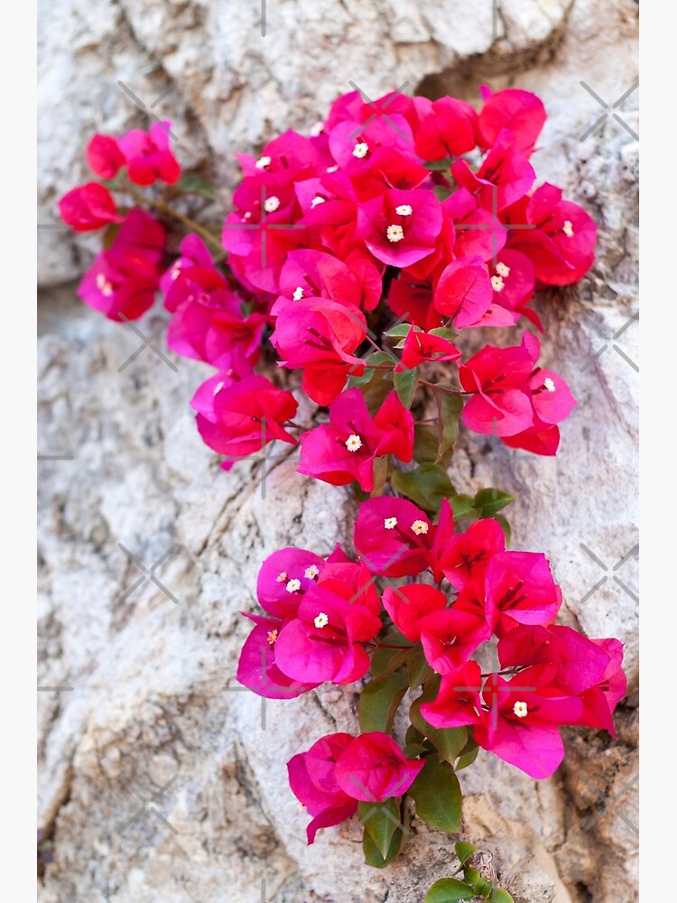 Red Flowers by AdrianAlford