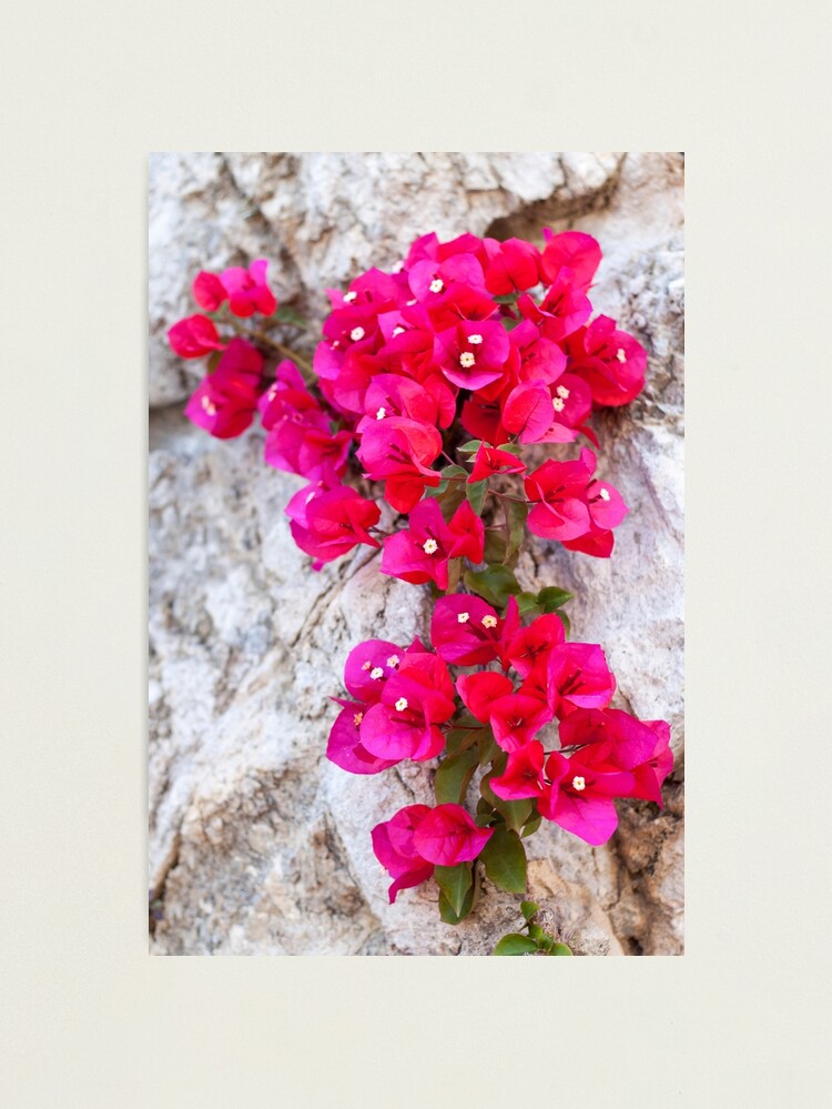 Photographic Print, Red Flowers designed and sold by Adrian Alford Photography