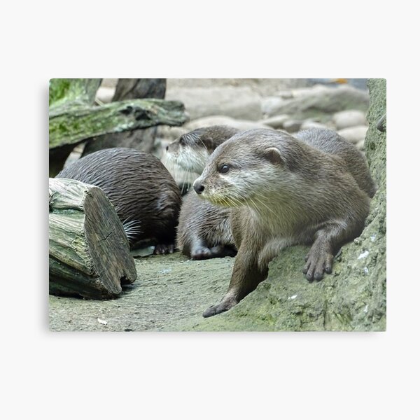 Otter Metal Print