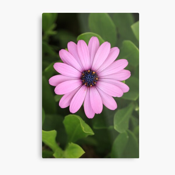 Purple flower showing stamen & pistils Metal Print