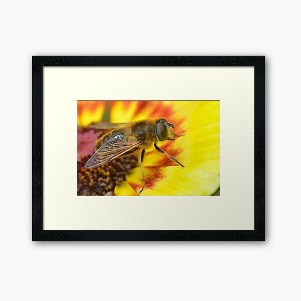 Item preview, Merodon Hoverfly designed and sold by relayer51.