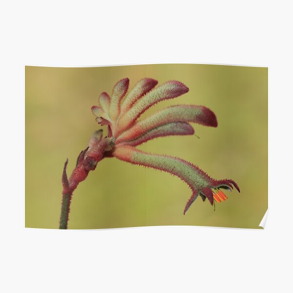 Kangaroo paw in bud Poster