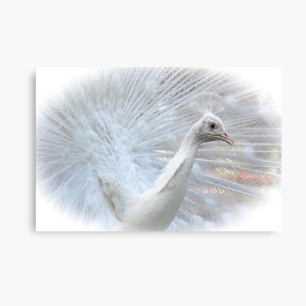 Tasmanian Wildlife Canvas Print