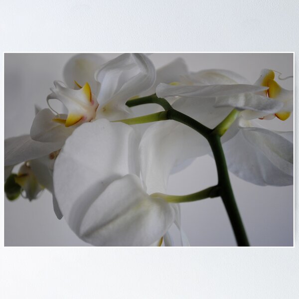 Aperçu de l'œuvre Orchid White on White créée et vendue par Rebecca Bryson.