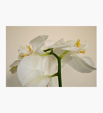 ButterCream Photographic Print
