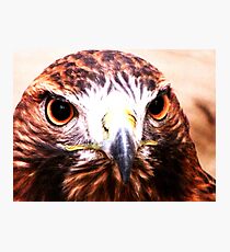 Andi- The Golden Eagle Photographic Print