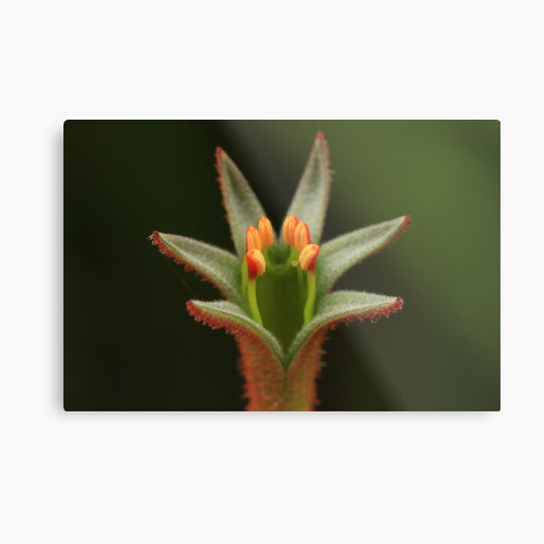 Kangaroo paw flower bud with stamen Metal Print