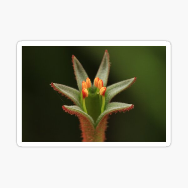 Kangaroo paw flower bud with stamen Sticker