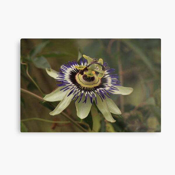 Pristine passion flower showing stamen & pistil Metal Print