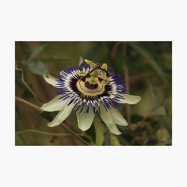 Pristine passion flower showing stamen & pistil Photographic Print