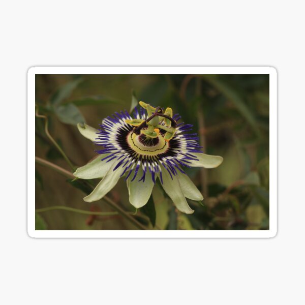 Pristine passion flower showing stamen & pistil Sticker
