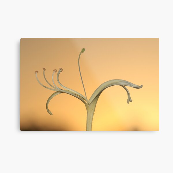 Australian finger flower showing pistil & stamen Metal Print