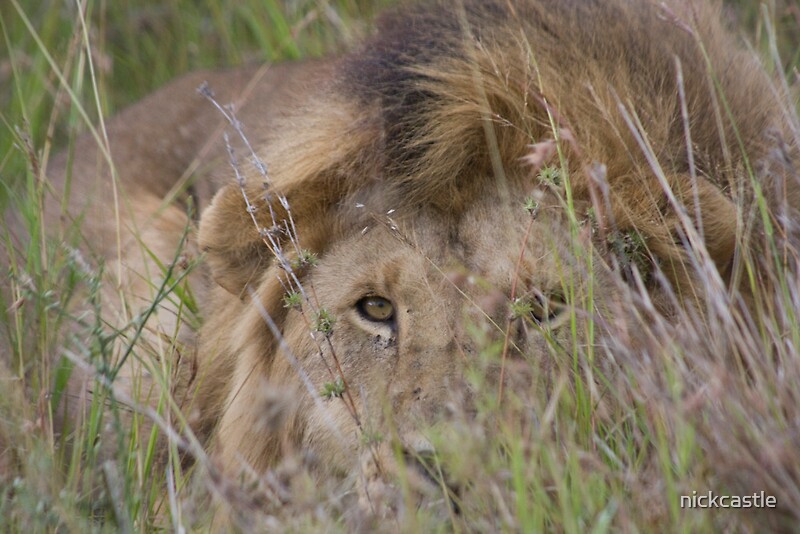 Image result for lion hiding
