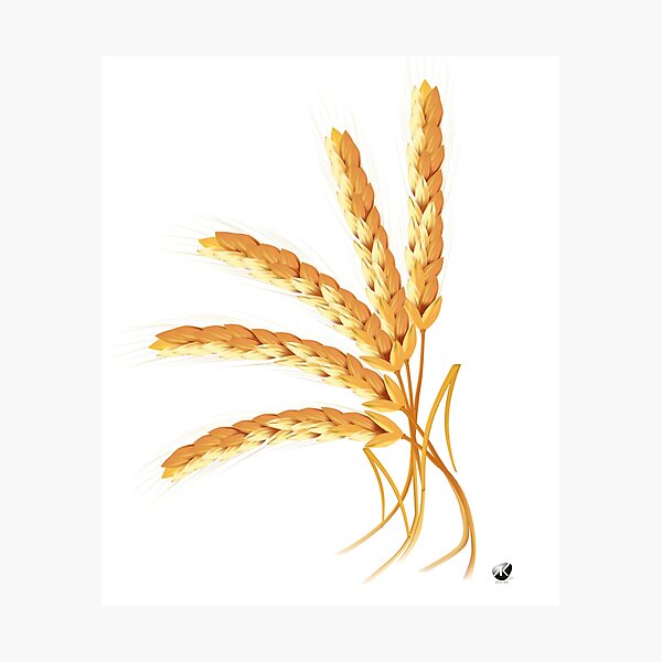 Item preview, Ears of wheat designed and sold by Alexandra Kueny.