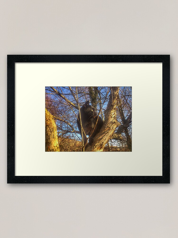 Alternative Ansicht von Katze Morle auf dem Flieder Gerahmter Kunstdruck