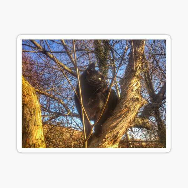 Cat Morle on the lilac Sticker