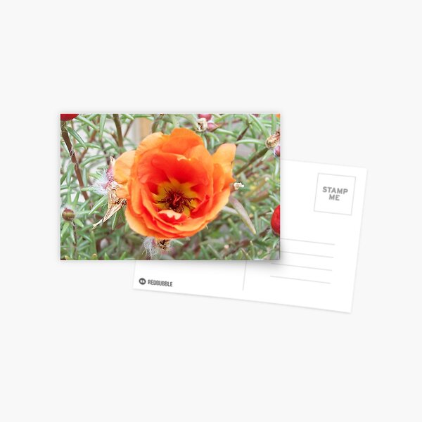 Moss Rose (Portulaca Grandiflora) in bloom Postcard
