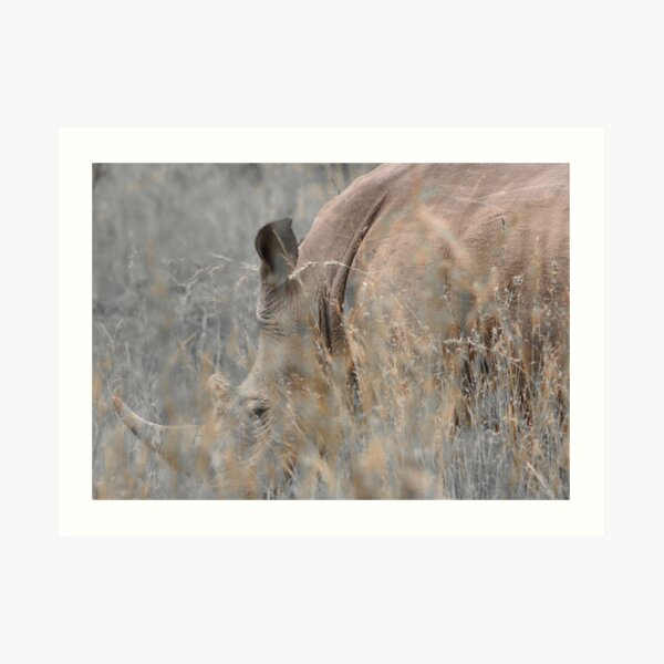 White Rhino Art Print