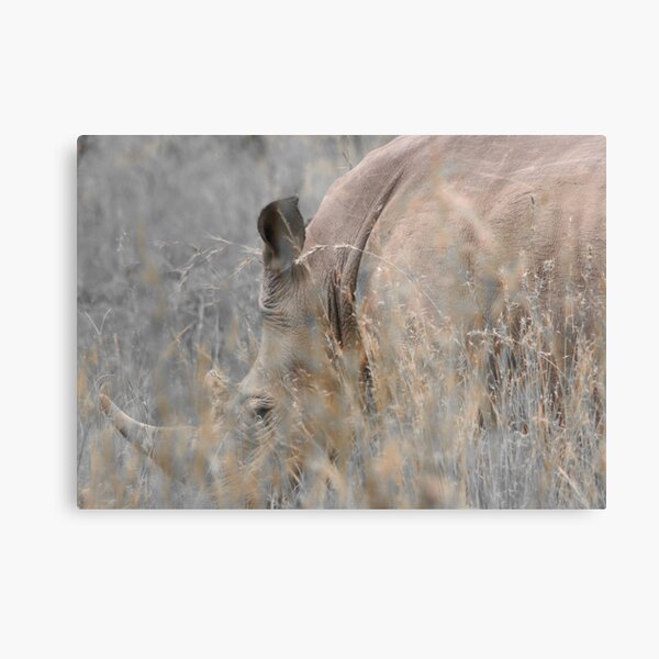 White Rhino Metal Print