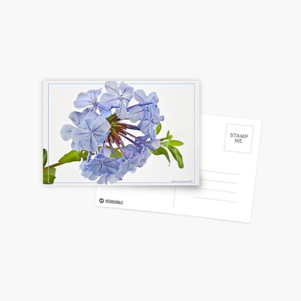Plumbago Postcard