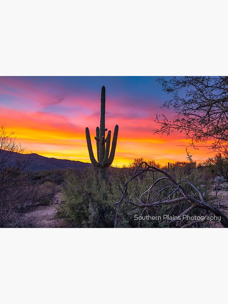 Parque Nacional Saguaro, Tucson Arizona, Cacto Saguaro, Cacto Saguaro,  Puesta de sol del suroeste, Árbol del desierto, Paisaje del desierto,  Fotografía de Arizona -  México