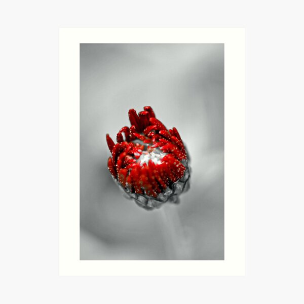 Awaking Art Print