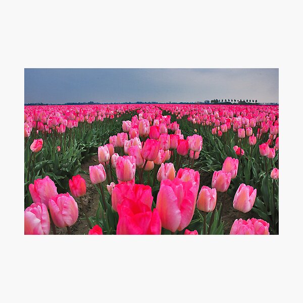 Colors of Spring 8 Photographic Print