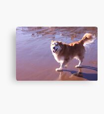 saz at the beach Canvas Print