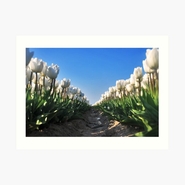 Colors of Spring 9 Art Print