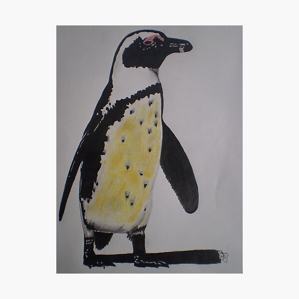 Penguin Photographic Print