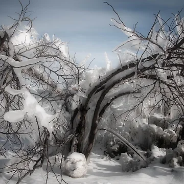 Artwork thumbnail, Iced Over by Rita Anthony
