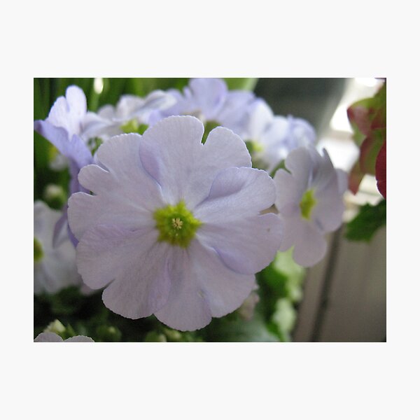 Item preview, Violet Spring designed and sold by MarianBendeth.