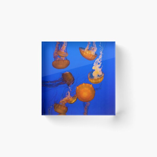 Item preview, Jellyfish Shuffle designed and sold by That CI Guy.