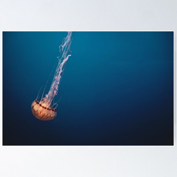 Item preview, Jellyfish Decent designed and sold by Garrett Fisher.