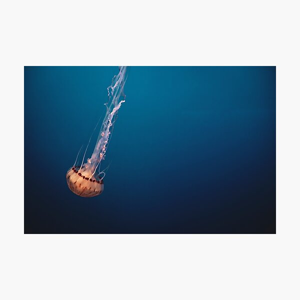 Item preview, Medusas decentes designed and sold by Garrett Fisher.