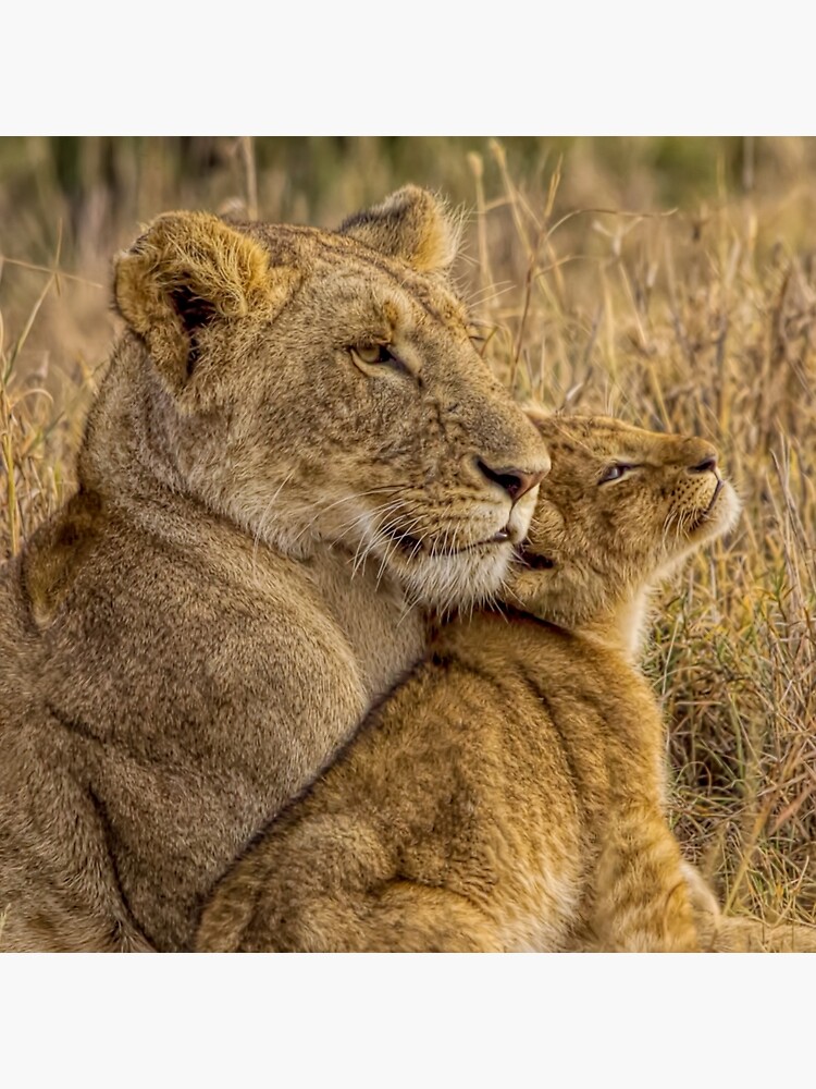 Lion Baby With Mother Tote Bag By Henryjager Redbubble