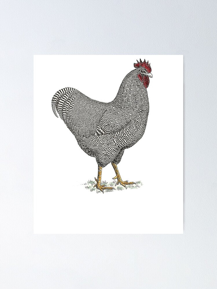 Poster Plymouth Rock Chicken Poulet Chemise De Poulet Peinture De Poulet Dessin De Poulet Amoureux De Poulet Amoureux Des Oiseaux Par Galvanized Redbubble
