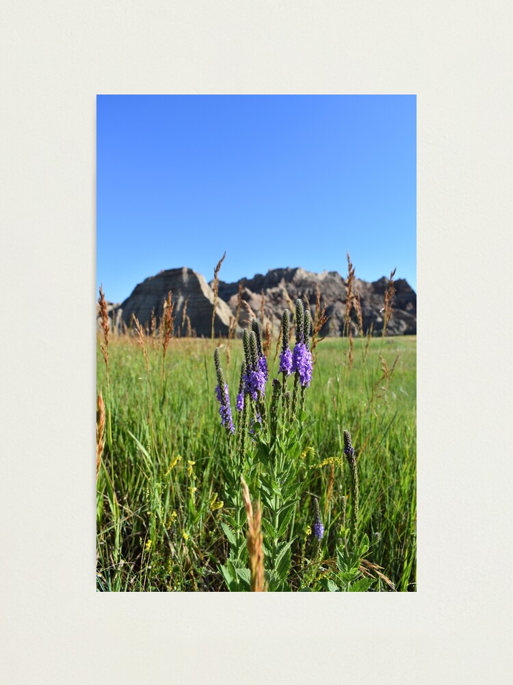 Badland blossom good photo print