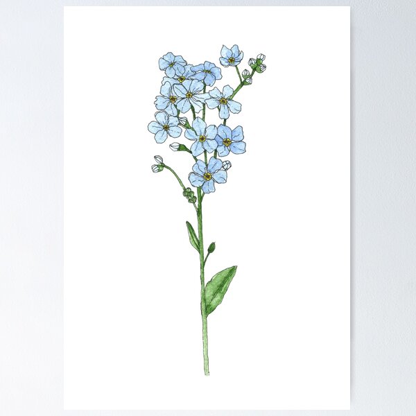 100 Mixed FORGET ME NOT Pink Blue White Mix Myosotis Alpestris