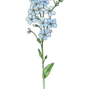 Artwork thumbnail, Watercolor Flower Forget Me Not by bahyocah