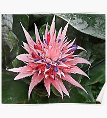 Pink & Purple Bromeliad Flower Poster