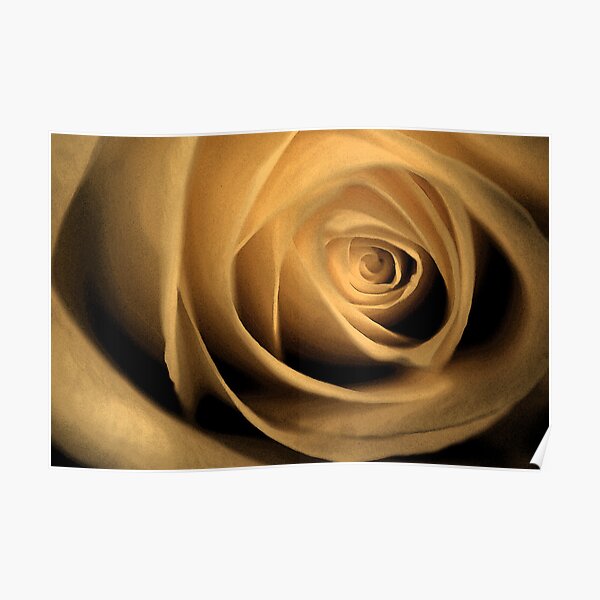 Georgias Rose I Poster