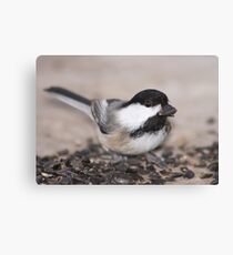 Black-capped Chickadee Canvas Print