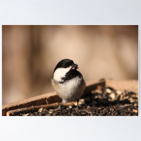 Item preview, Black-capped Chickadee designed and sold by Sean McConnery.